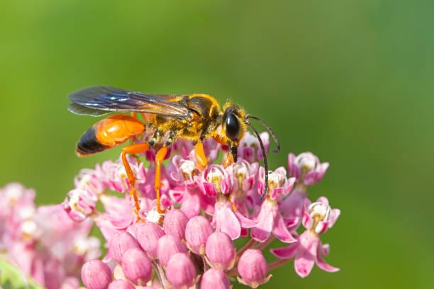 Great-Golden-Digger-Wasp