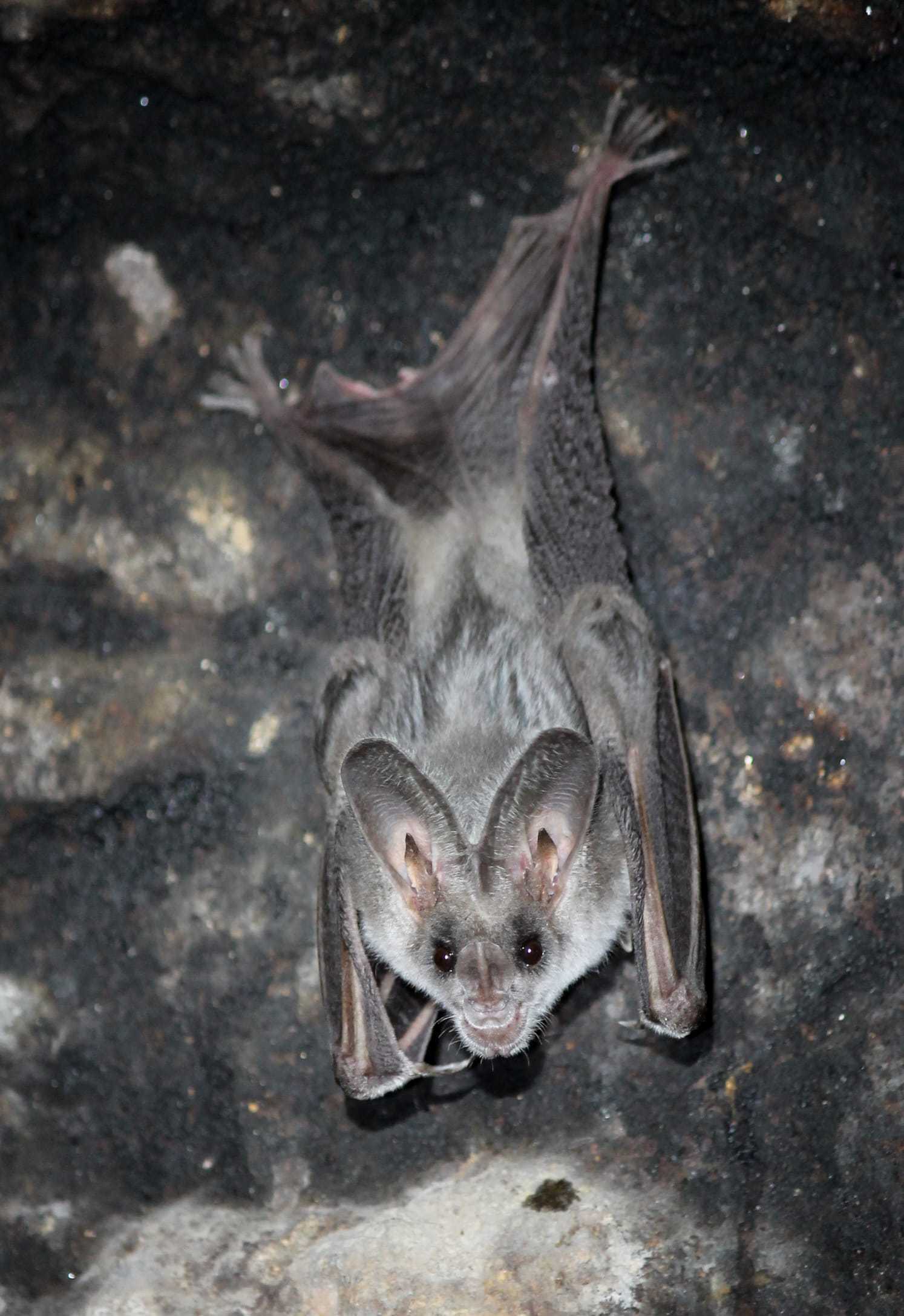 Greater-False-Vampire-Bat
