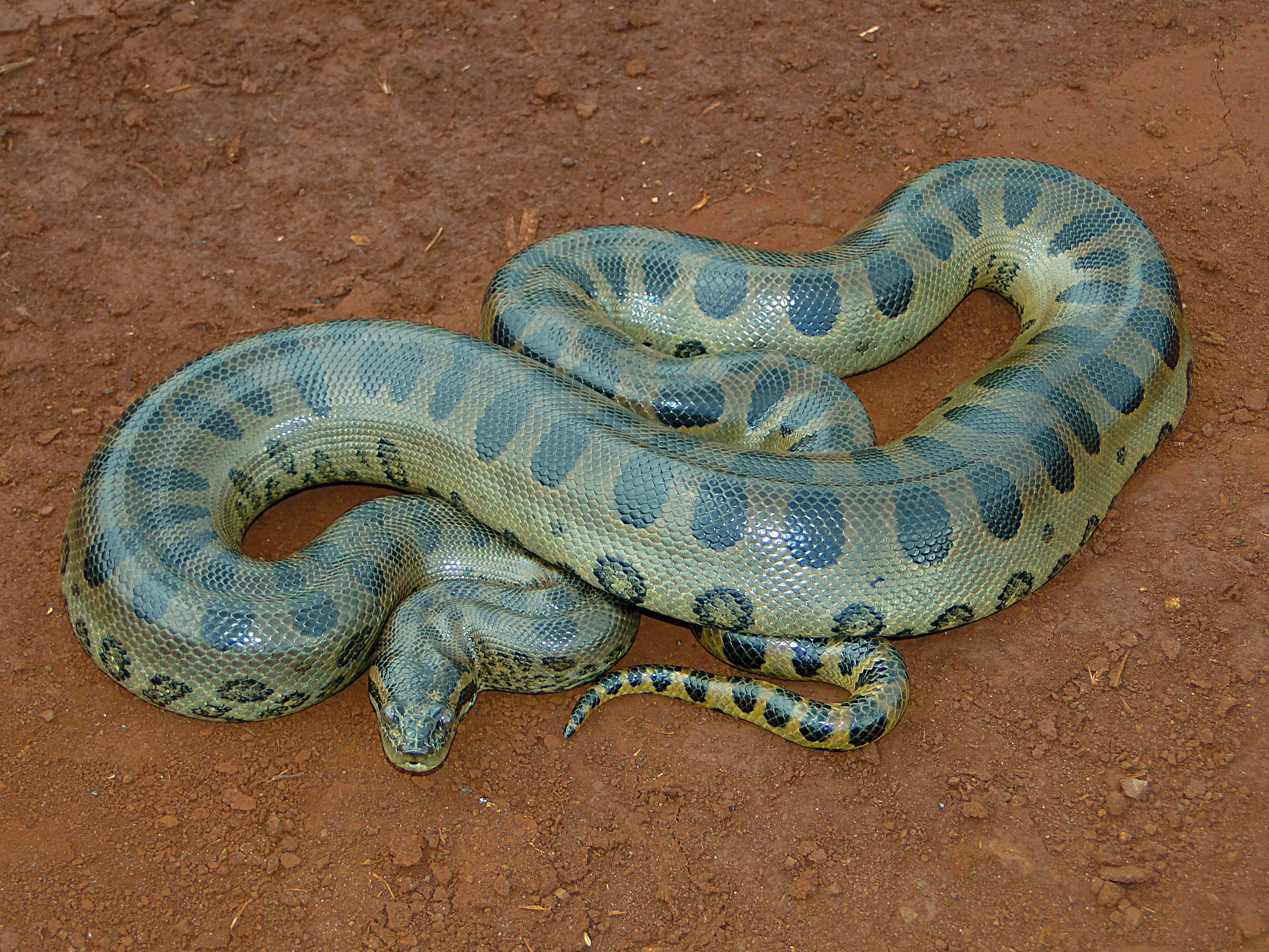 Green-Anaconda