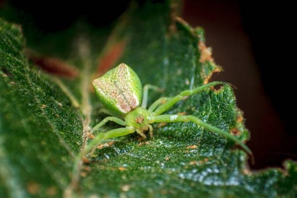 Green-Crab-Spider