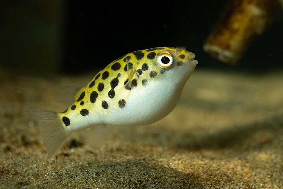 Green-Spotted-Pufferfish