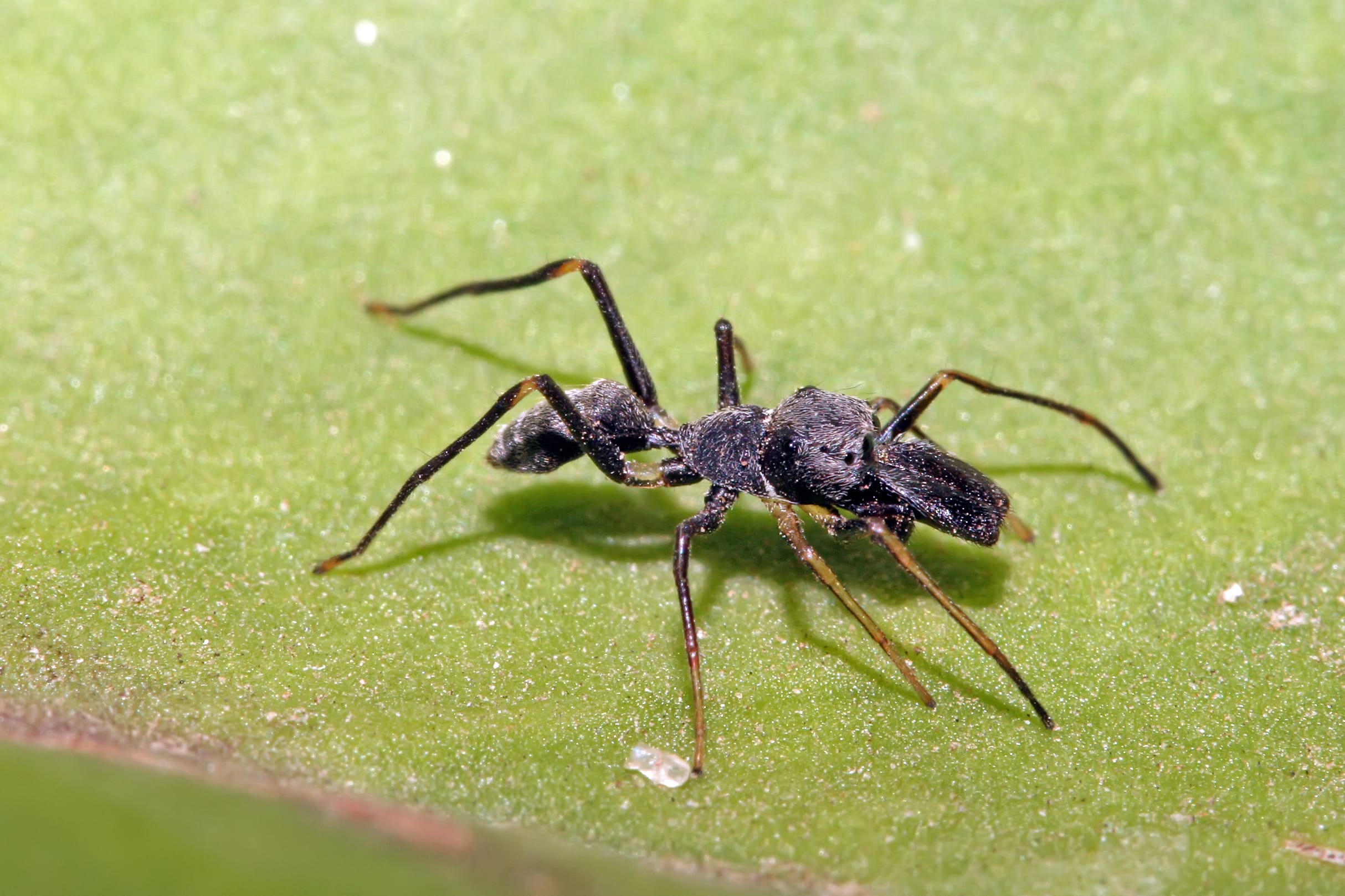 Green-Tree-Ant-Mimicking-Spider