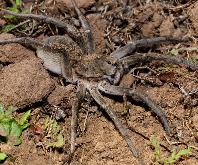 Grey-Wolf-Spider