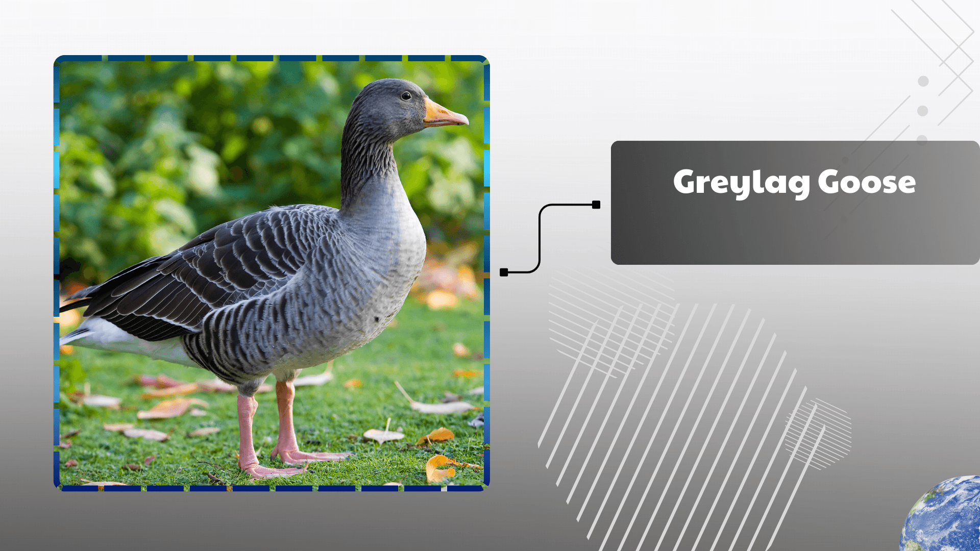 Greylag-Goose