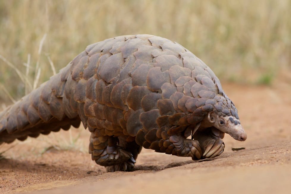 Ground-Pangolin