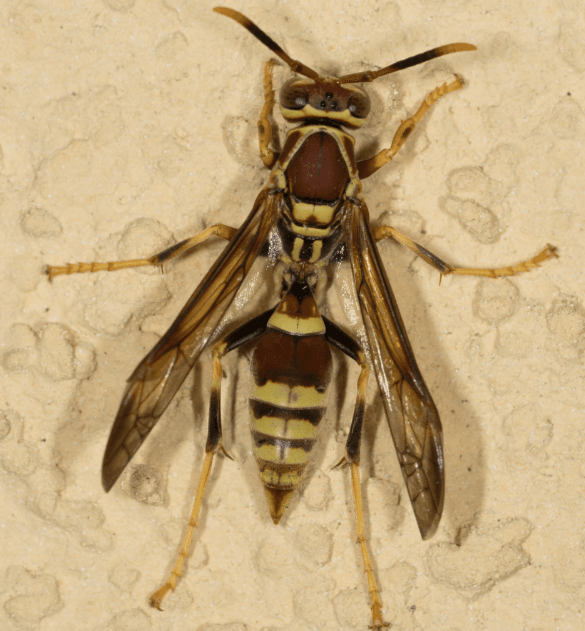 Guinea-Paper-Wasp