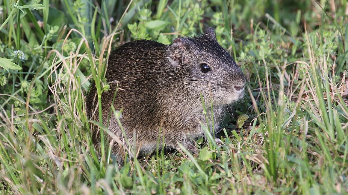 Guinea-Pig