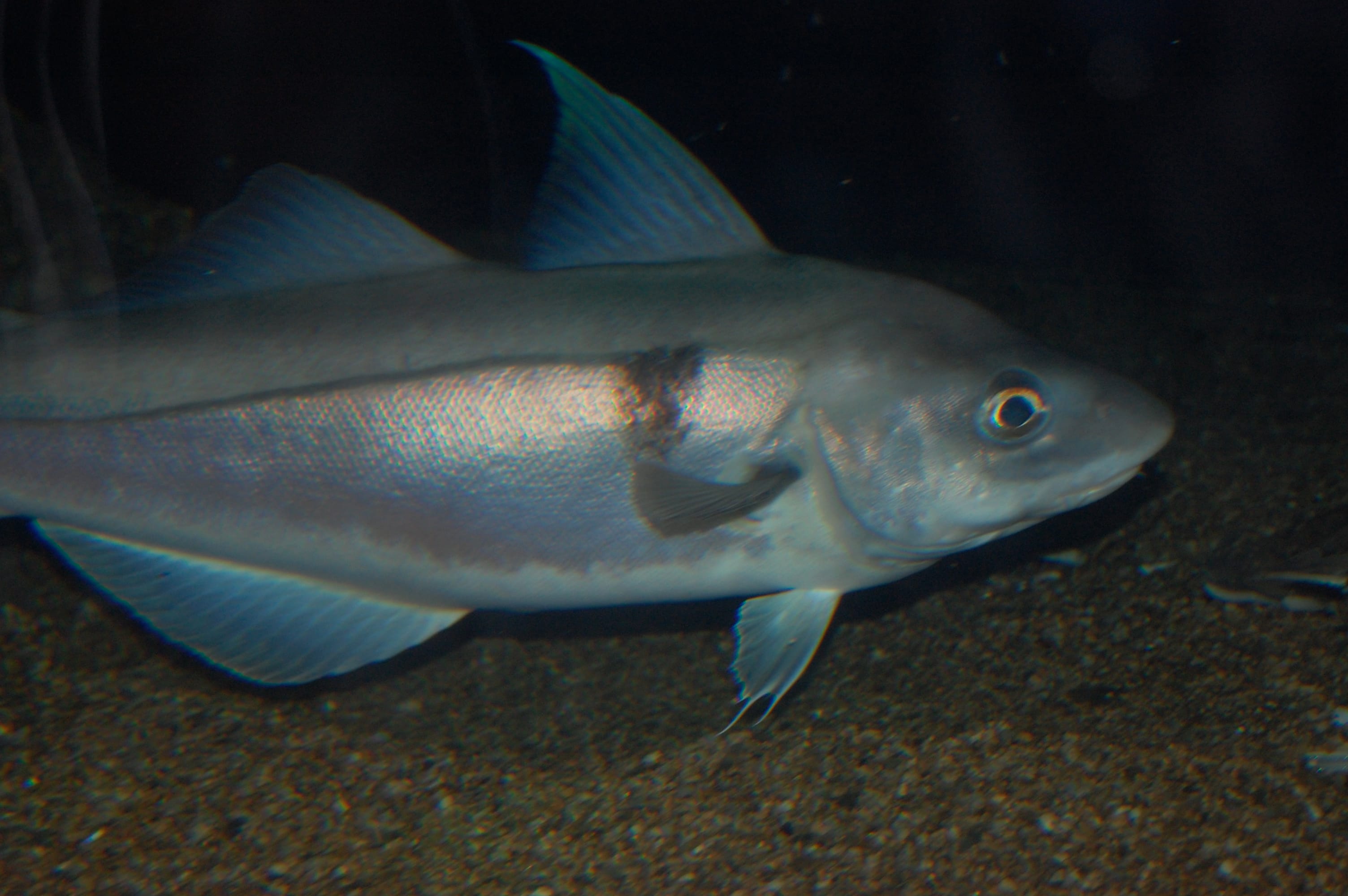 Haddock