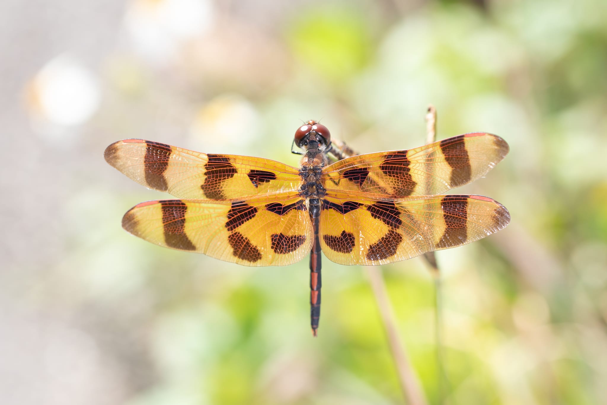 Halloween-Pennant