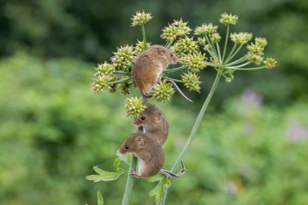 Harvest-Mouse