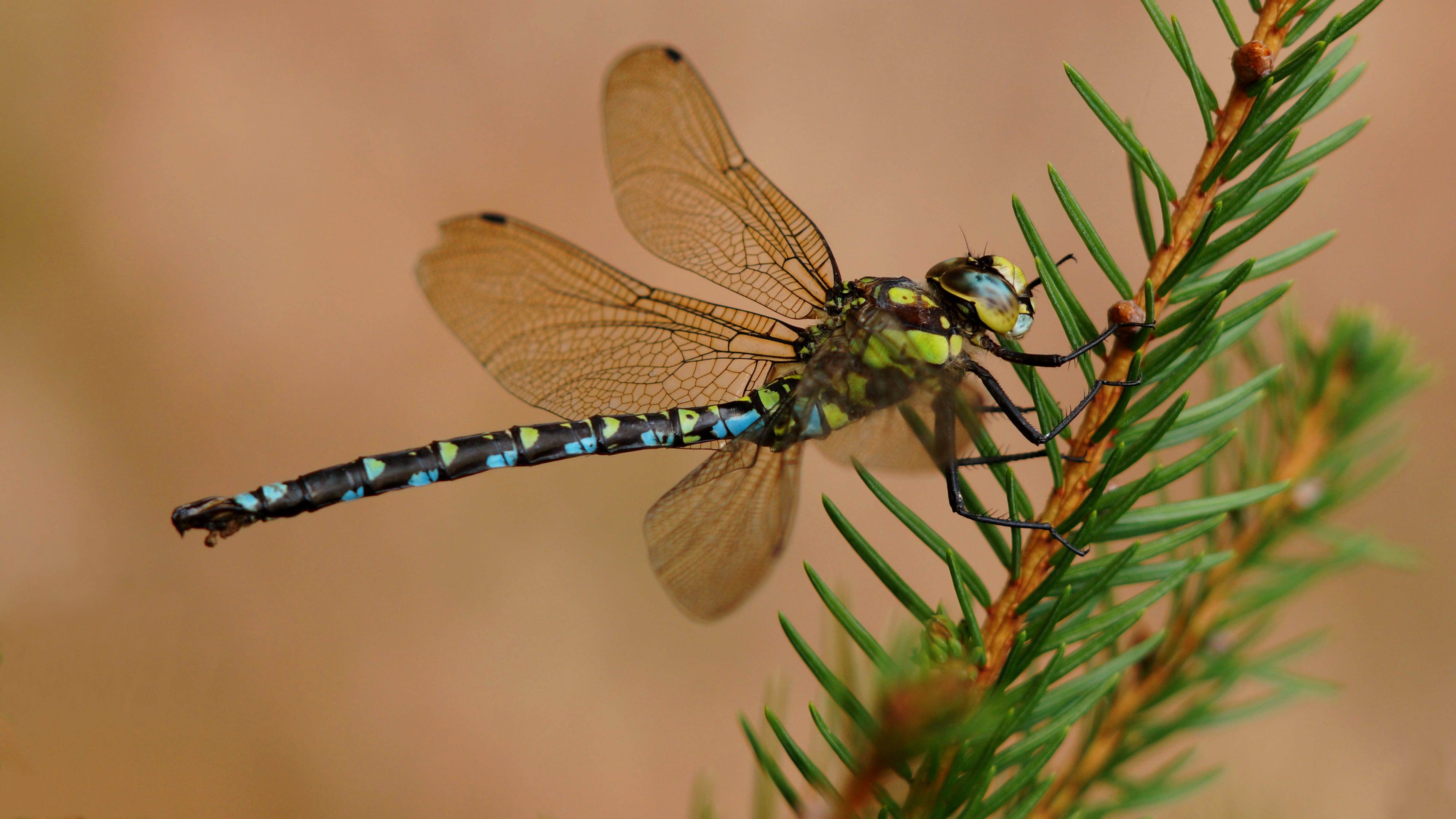 Hawker-Dragonfly