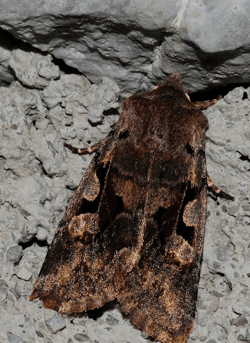 Hebrew-Character