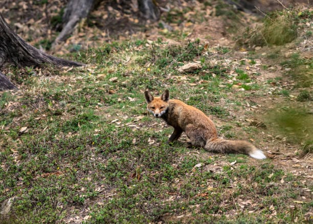 Himalayan-Red-Fox