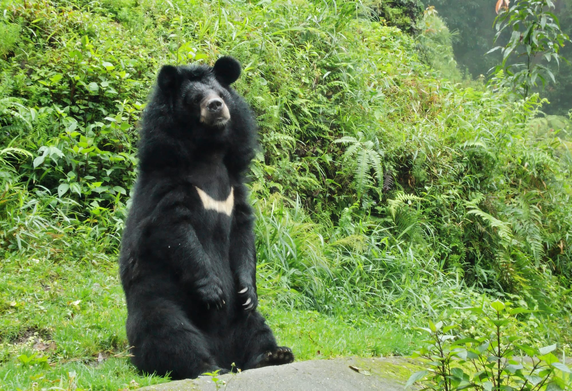 Himalayan_bear