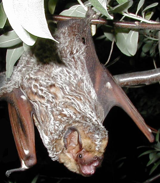 Hoary-Bat