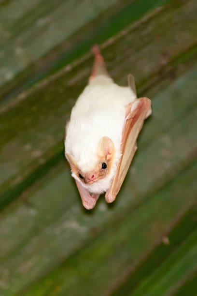 Honduran-White-Bat