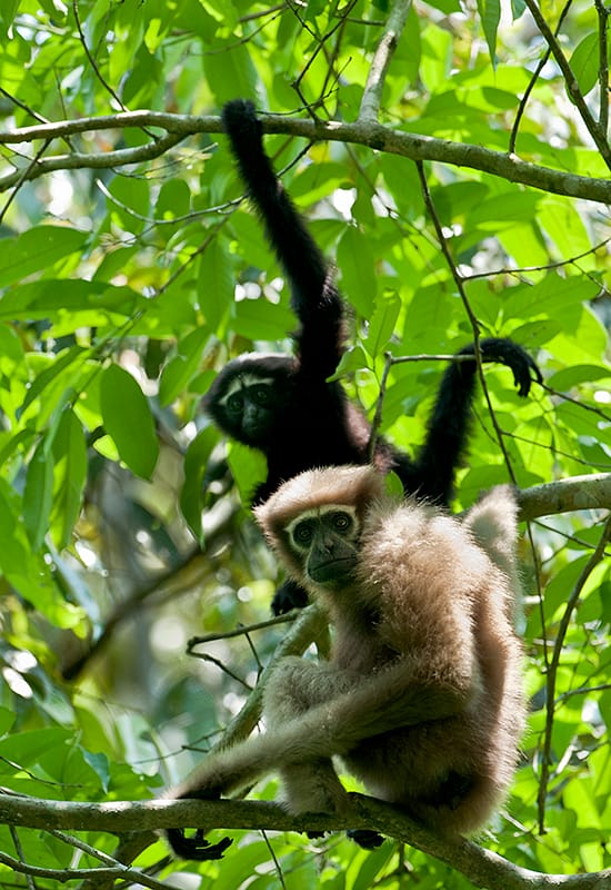 Hoolock-Gibbon