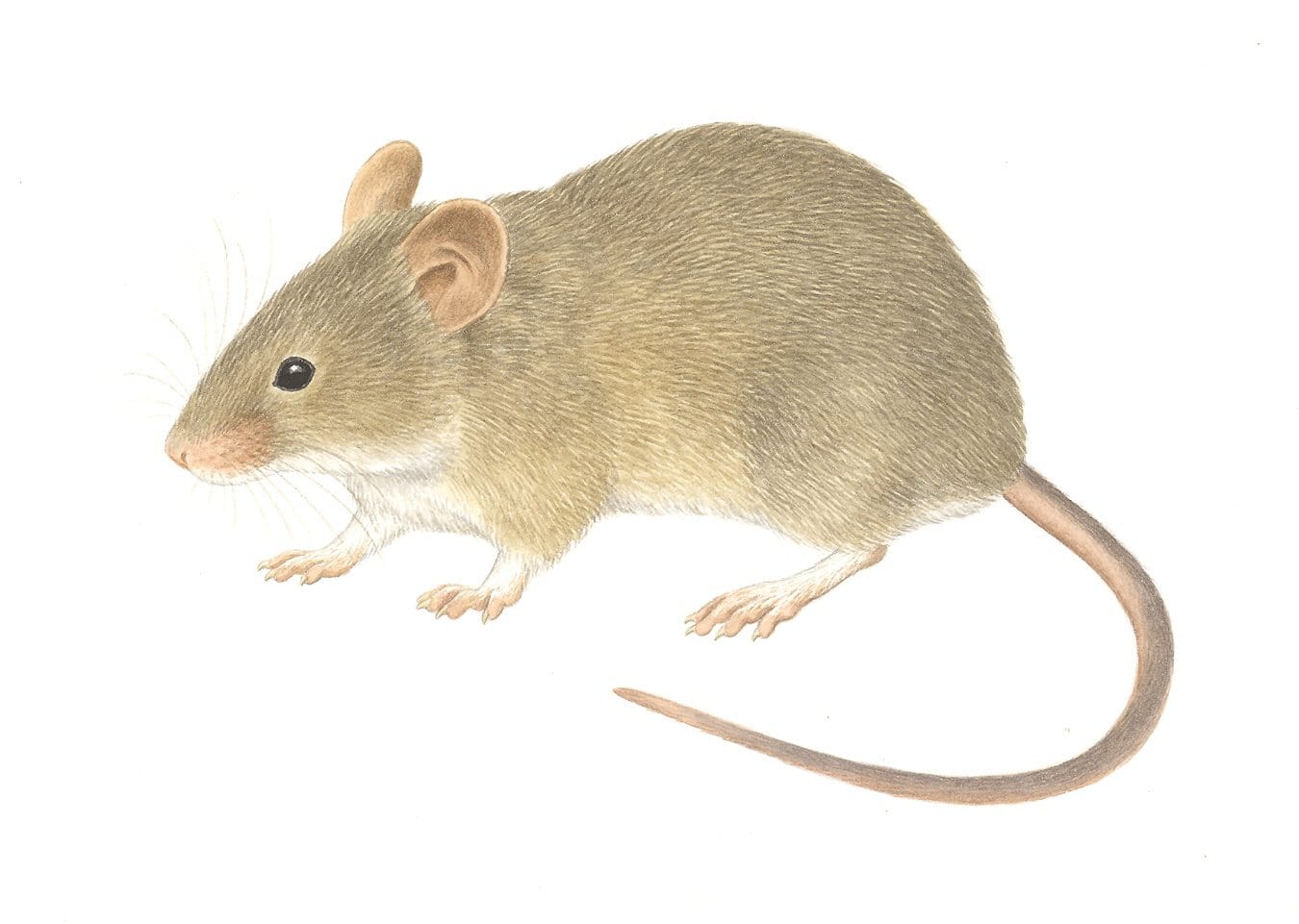 House-Mouse
