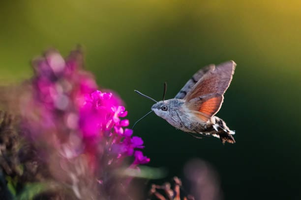 Hummingbird-Hawk-Moth