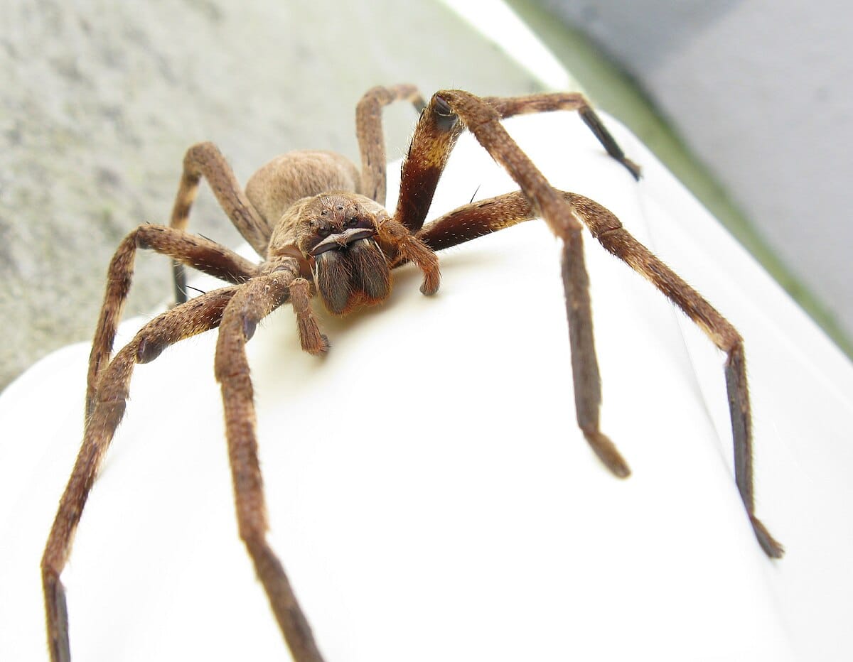 Huntsman-Spider