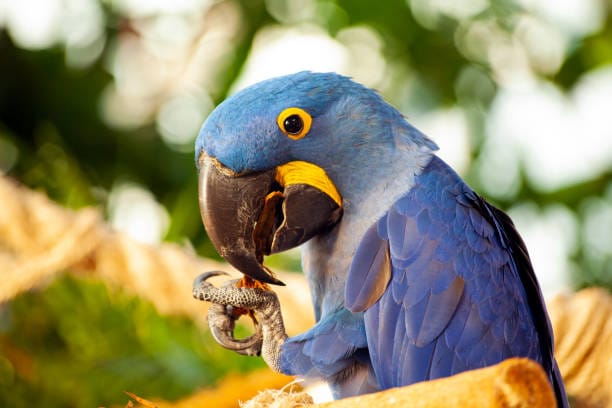 Hyacinth-Macaw