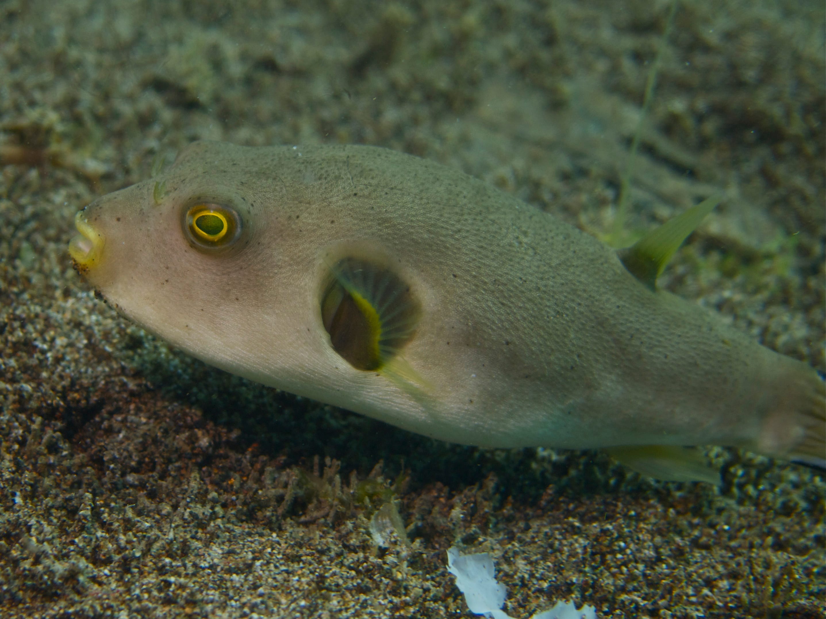 Immaculate-Pufferfish