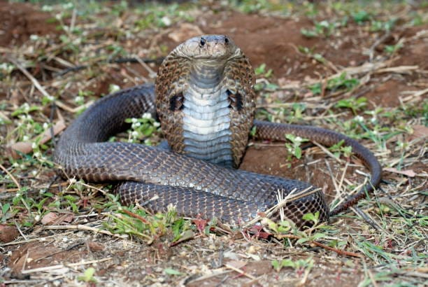 Indian-Cobra