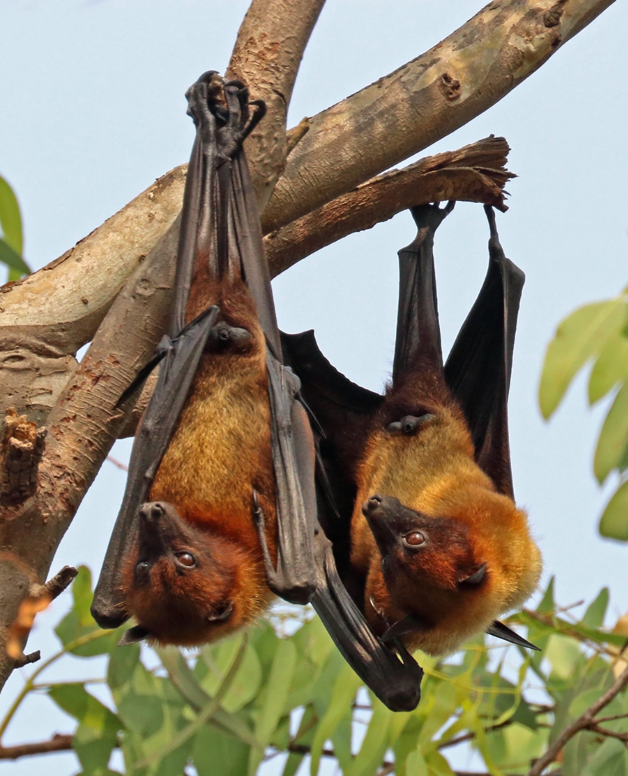 Indian-Flying-Fox