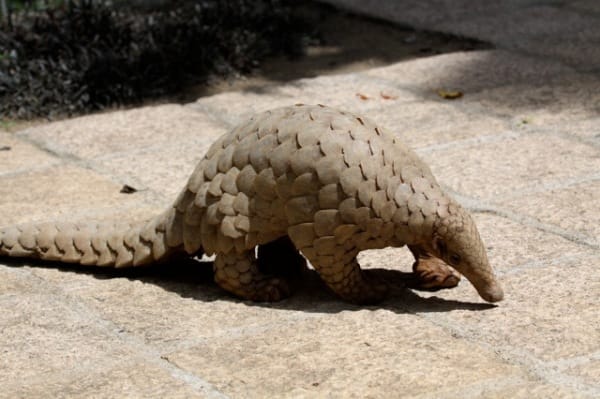 Indian-Pangolin
