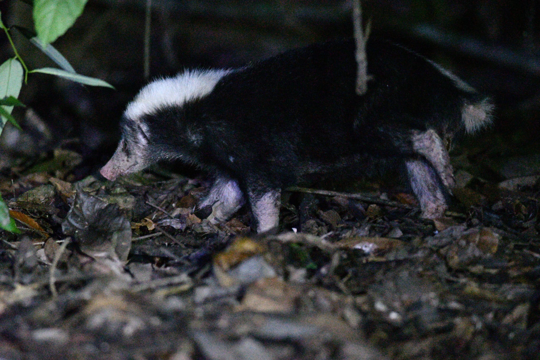 Indonesian-Stink-Badger