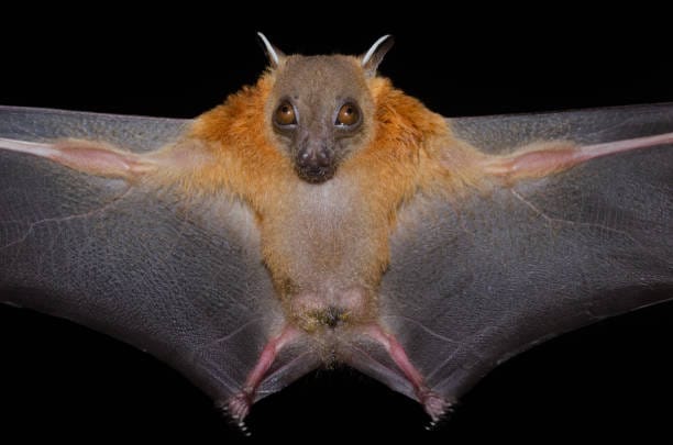 Island-Tube-nosed-Fruit-Bat.
