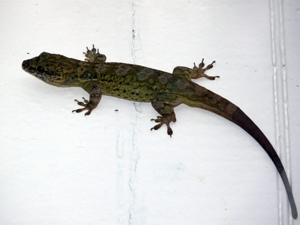 Jamaican-Croaking-Gecko