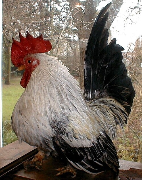 Japanese-Bantam