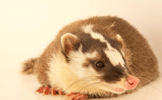 Javan-Ferret-badger