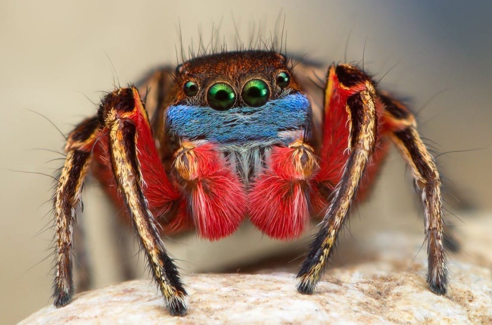 Jumping-Spider