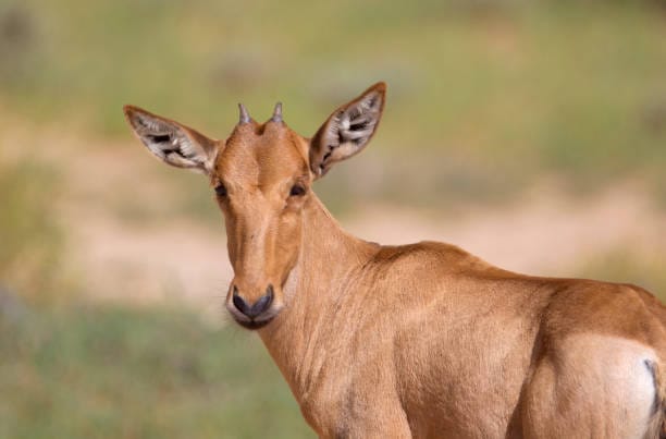 Kalahari-Red-Goat
