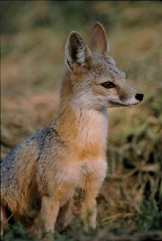 Kit-Fox