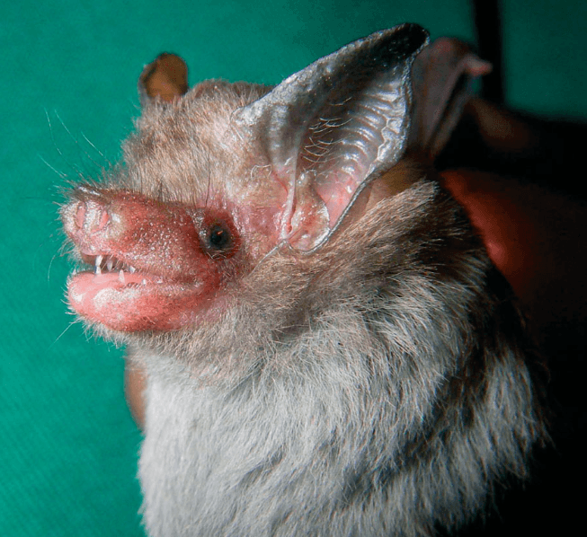 Kittis-Hog-nosed-Bat