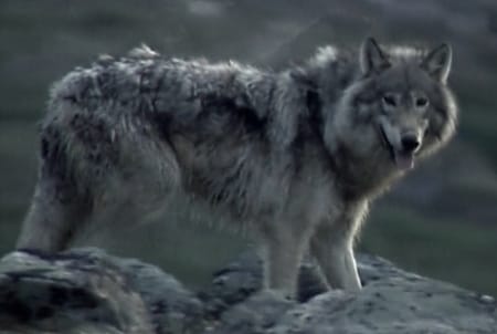 Labrador-Wolf