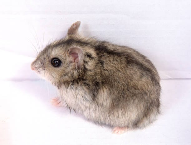 Lama-Dwarf-Hamster