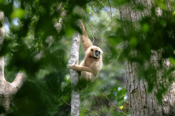 Lar-Gibbon