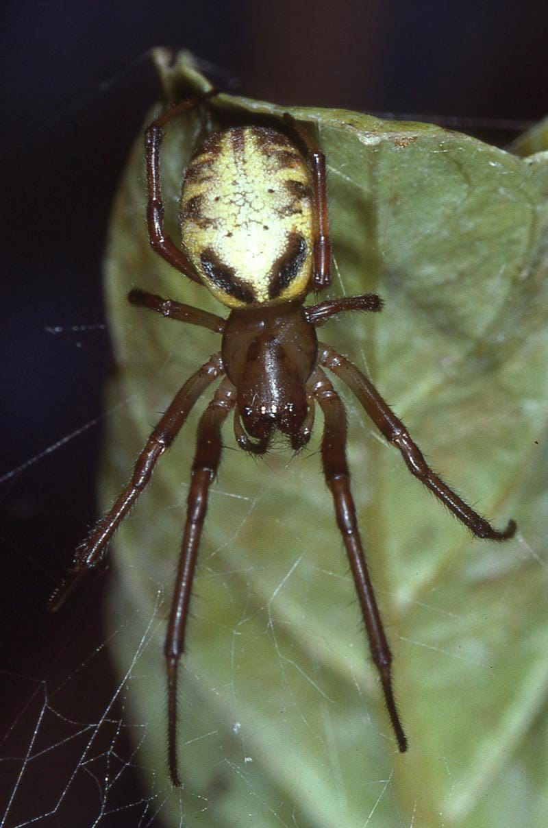 Leaf-Curling-Spider