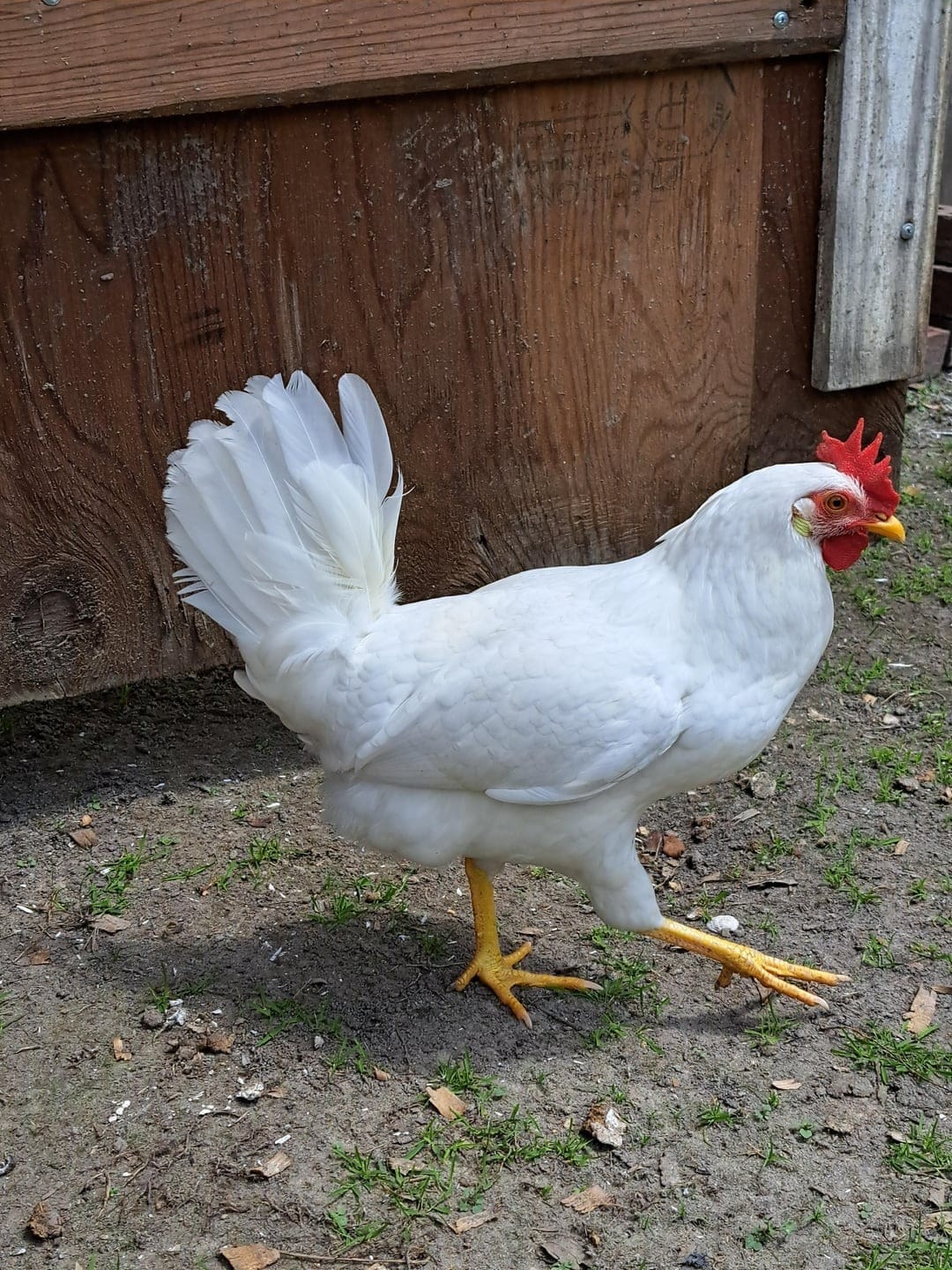 Leghorn-Bantam
