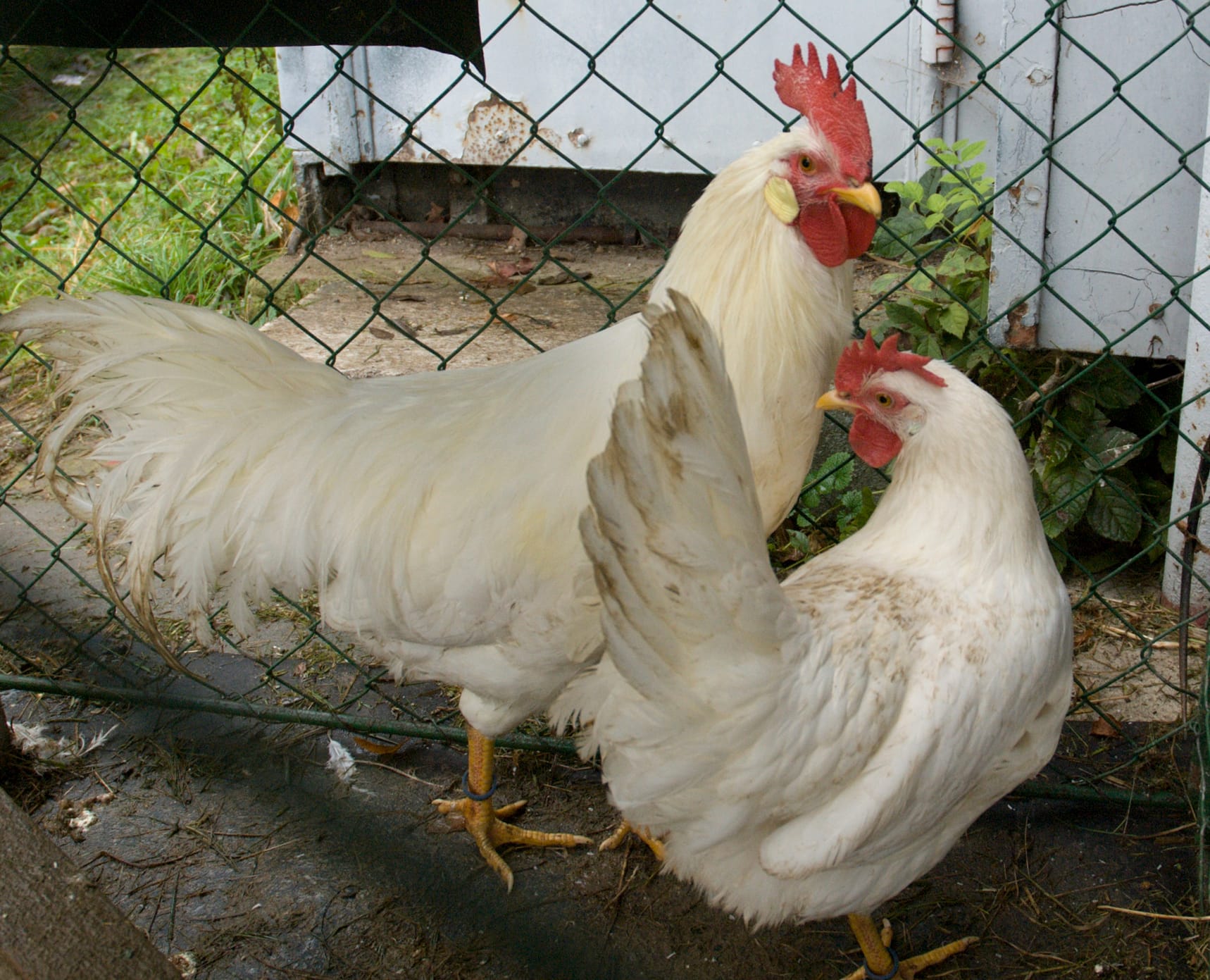 Leghorn