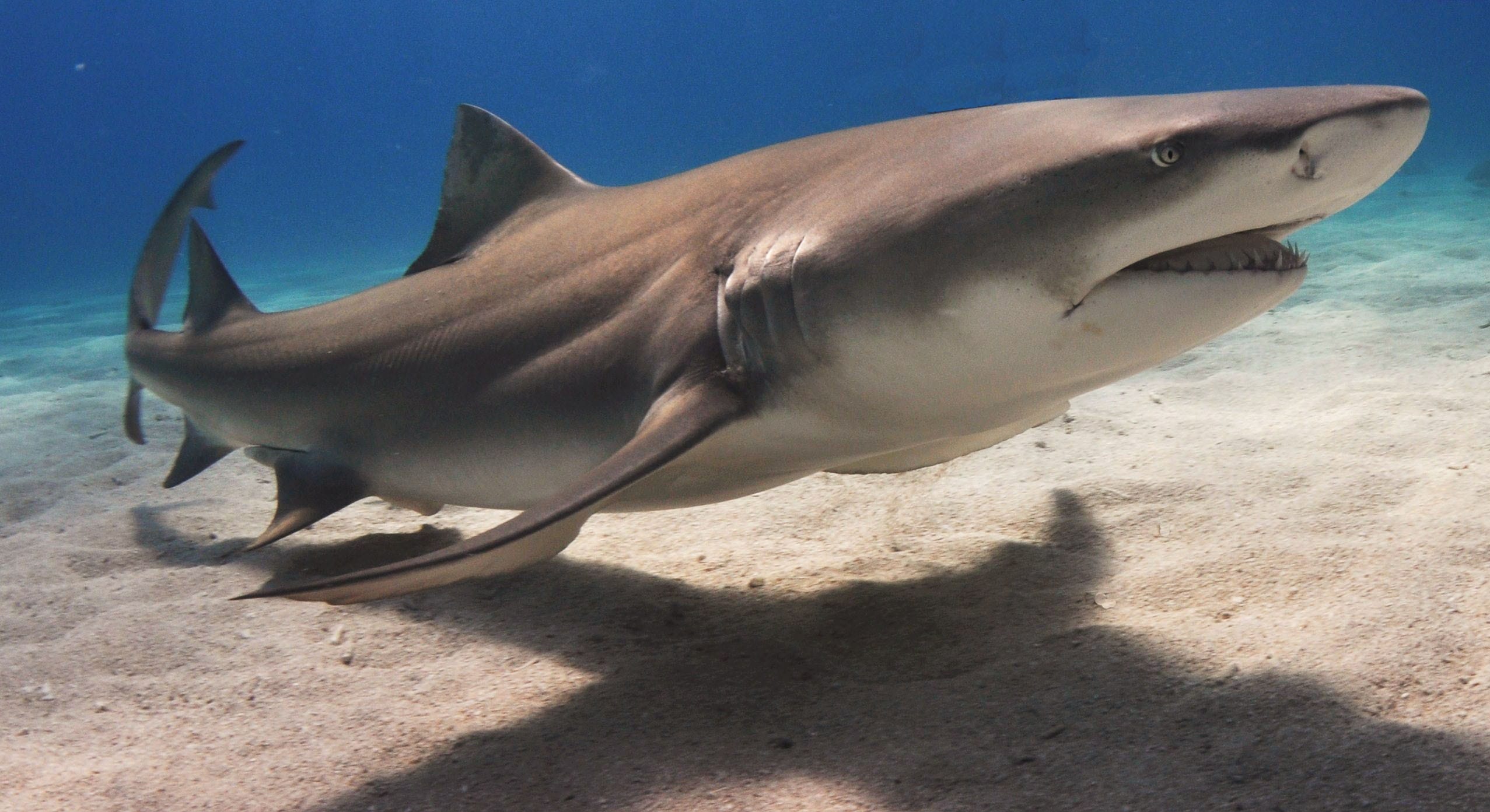 Lemon-Shark