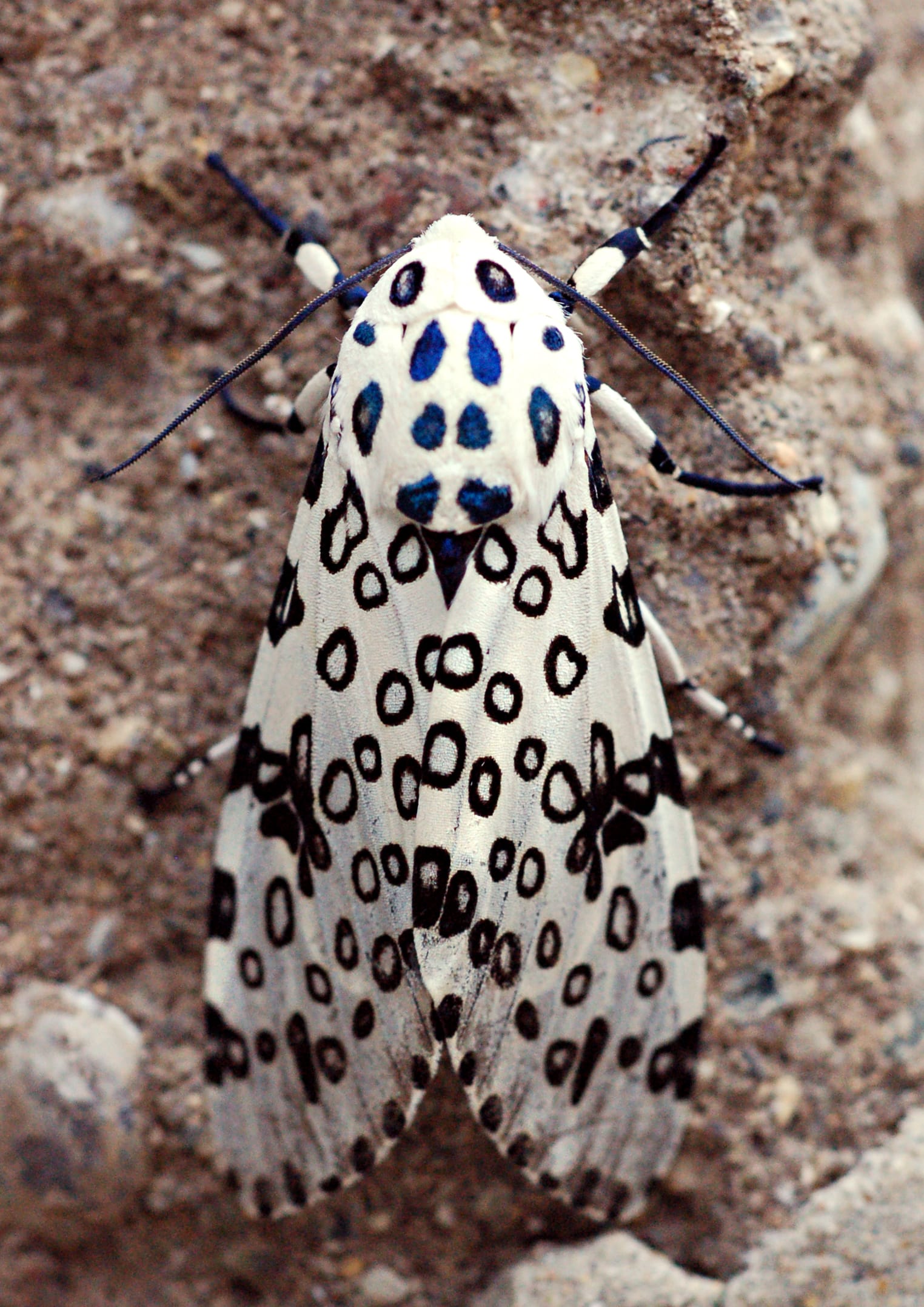 Leopard-Moth