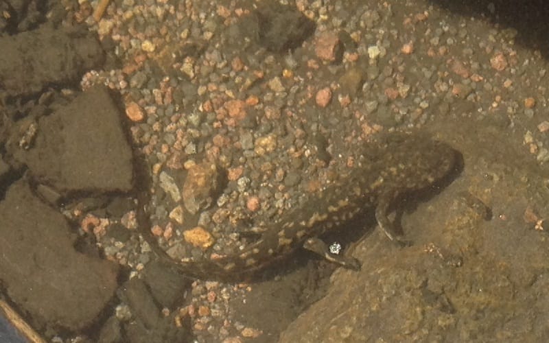 Leoras-Stream-Salamander