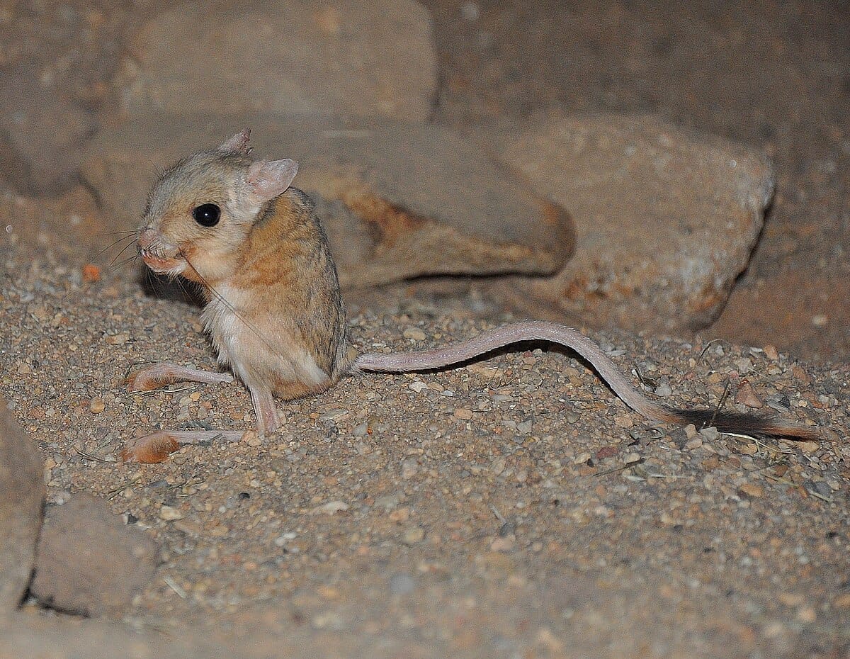 Lesser-Egyptian-Jerboa