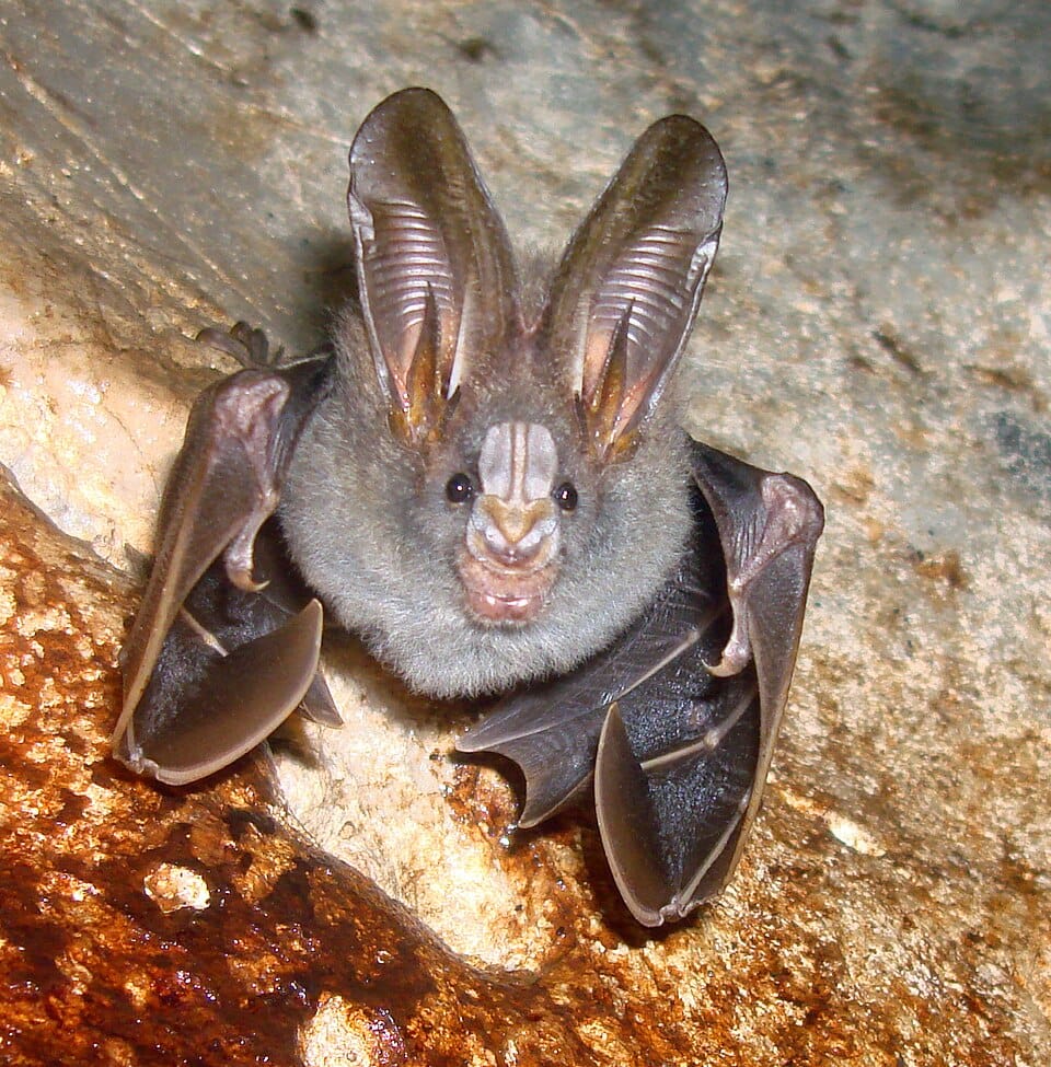 Lesser-False-Vampire-Bat