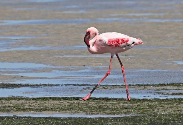 Lesser-Flamingo